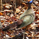 Coua à tête rousse