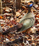 Coua à tête rousse