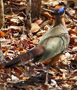 Coua à tête rousse