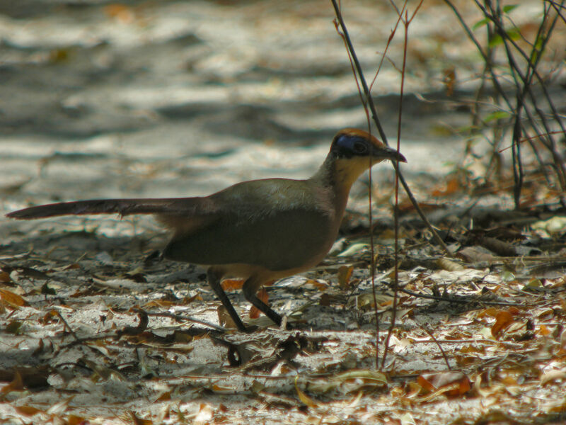 Coua à tête rousse