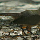 Coua à tête rousse