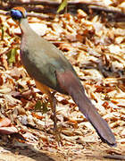 Red-capped Coua