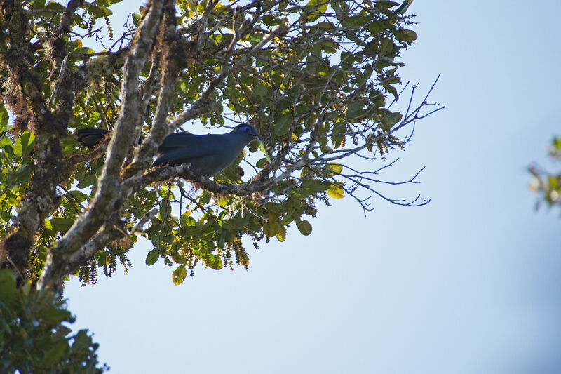 Blue Coua