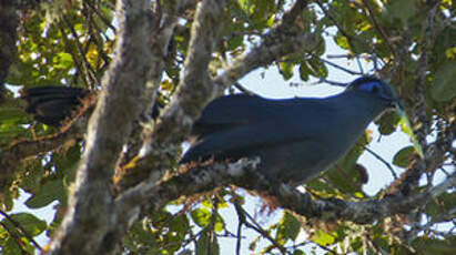 Coua bleu