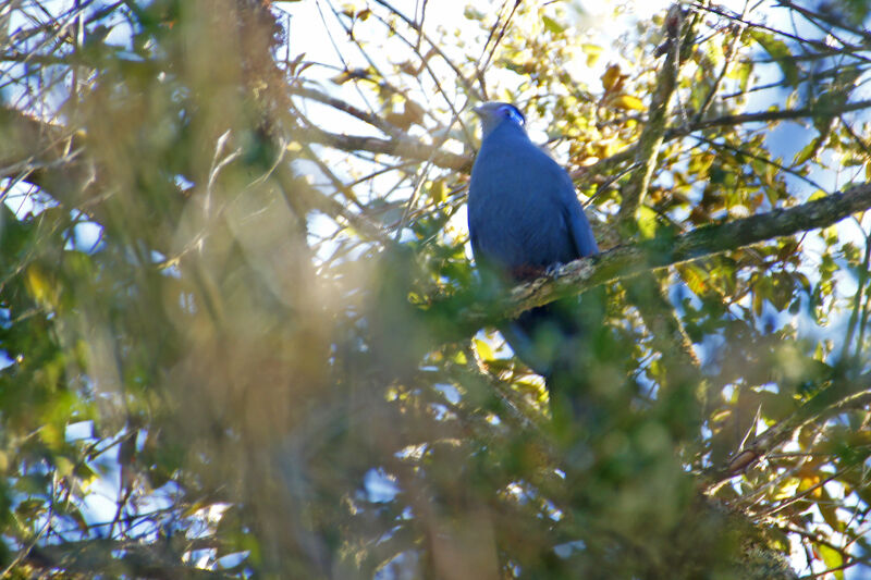 Coua bleu