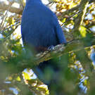 Coua bleu