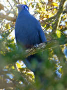 Blue Coua