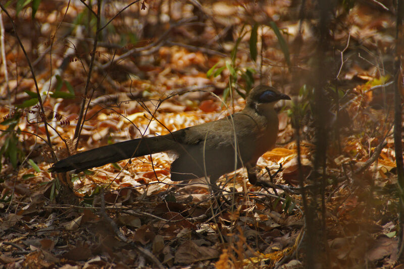 Coquerel's Coua