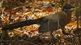 Coua de Coquerel