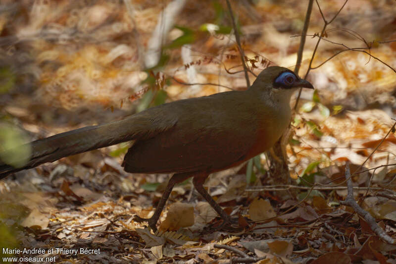 Coquerel's Coua