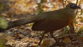 Coquerel's Coua