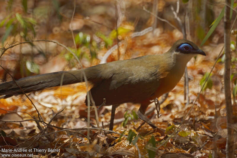 Coua de Coquerel, identification