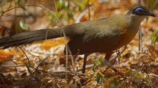 Coquerel's Coua