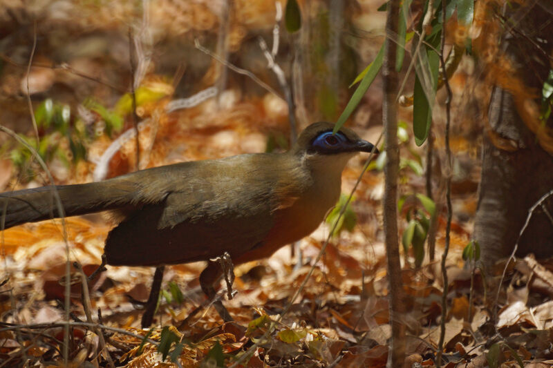 Coua de Coquerel