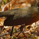 Coua de Coquerel