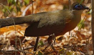 Coquerel's Coua