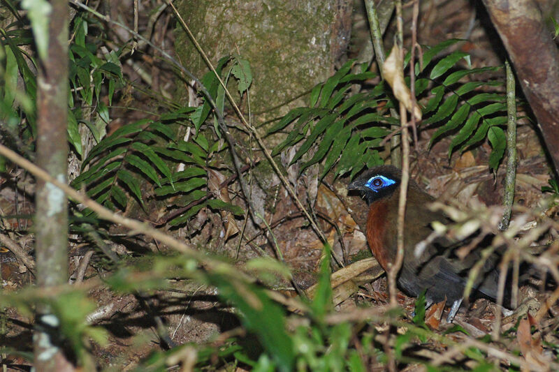 Red-breasted Coua