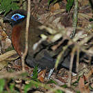 Coua de Serre