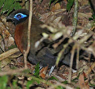 Red-breasted Coua