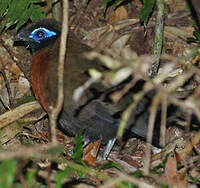 Coua de Serre