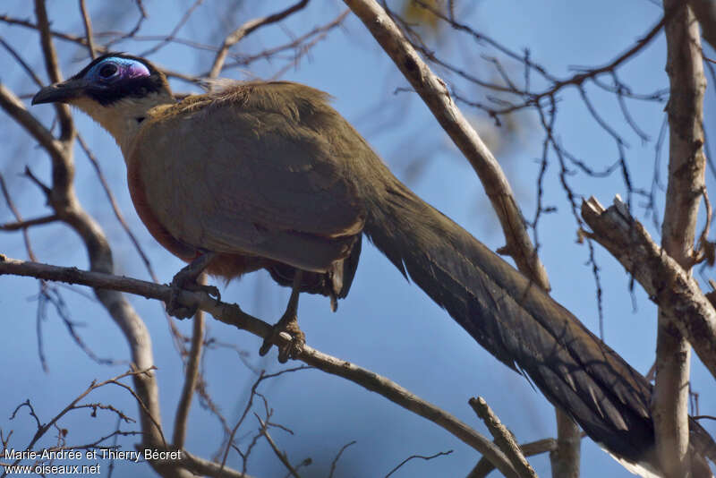 Coua géant, identification