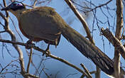 Coua géant