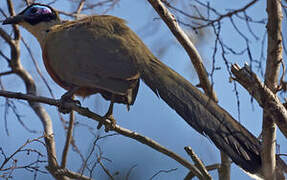 Giant Coua