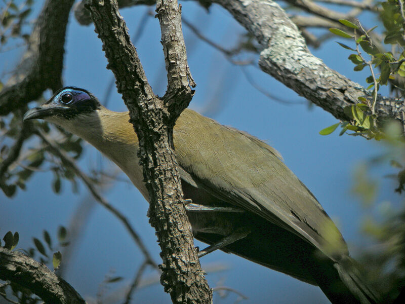 Giant Coua