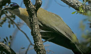 Giant Coua