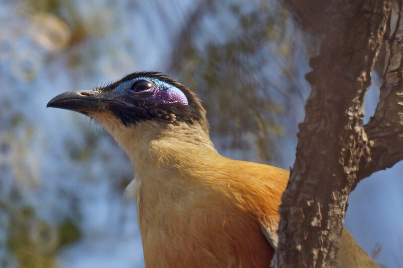 Coua géant