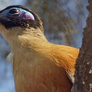 Coua géant