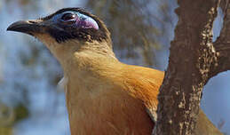 Coua géant