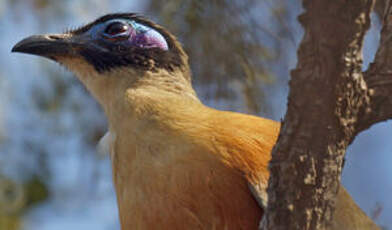 Coua géant