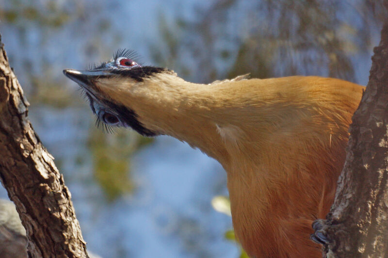 Coua géant