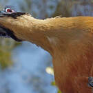 Coua géant