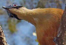 Giant Coua