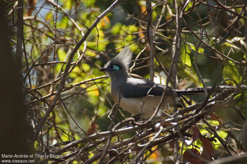 Crested Coua