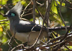 Crested Coua