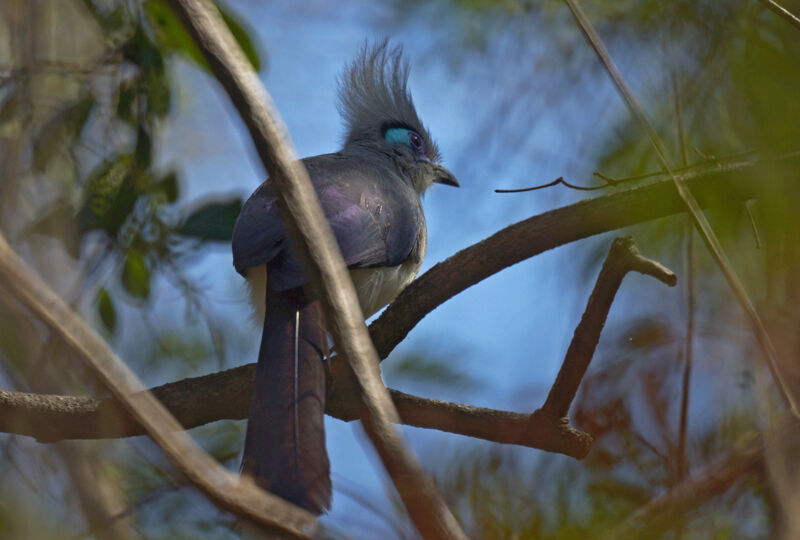 Crested Coua