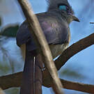 Coua huppé