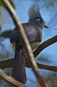 Crested Coua