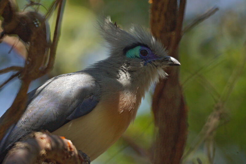 Crested Coua