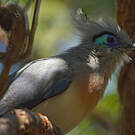 Coua huppé