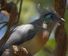 Crested Coua