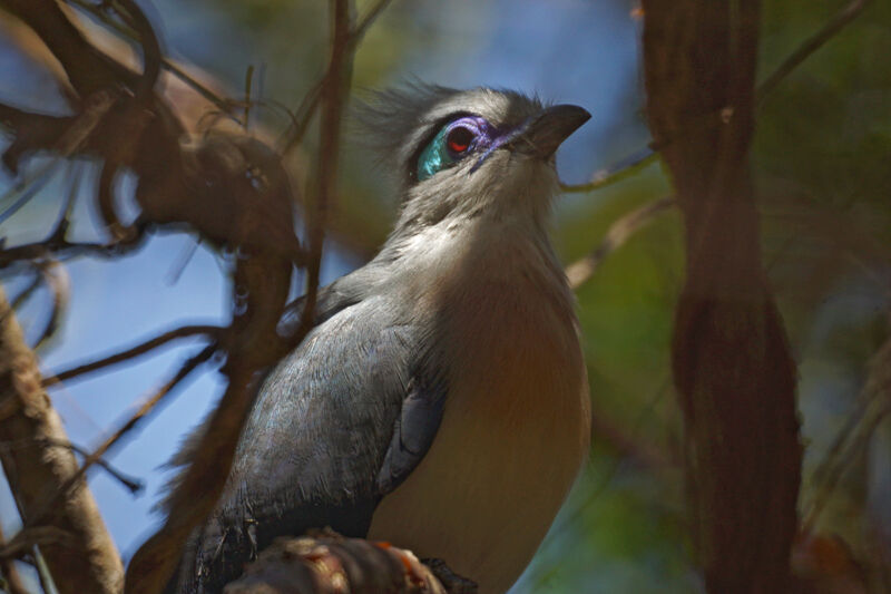 Crested Coua