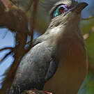Coua huppé