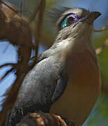 Crested Coua