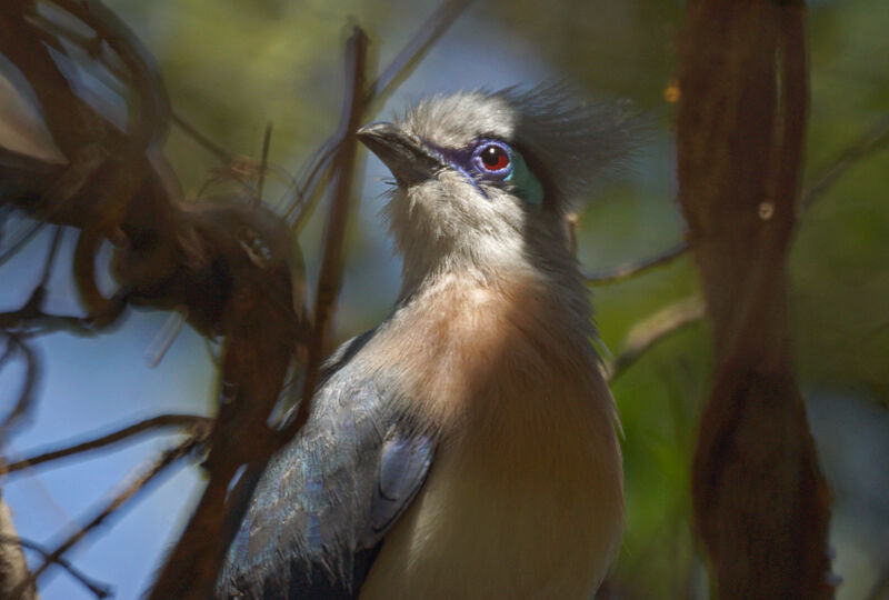 Coua huppé