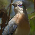 Coua huppé