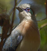 Crested Coua